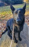 adoptable Dog in Salem, IN named Elijah