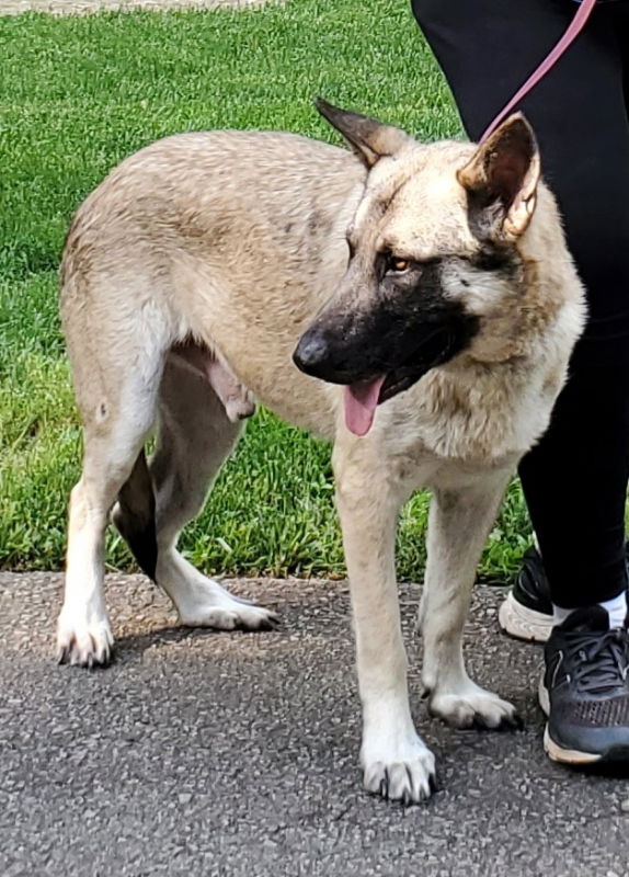 adoptable Dog in Winston Salem, NC named Koda (