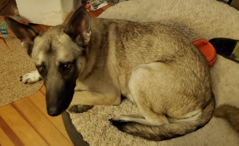 adoptable Dog in Winston Salem, NC named Koda (