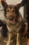 adoptable Dog in winston salem, NC named Buck