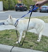 Snow White ("Snowy") - Photo 17