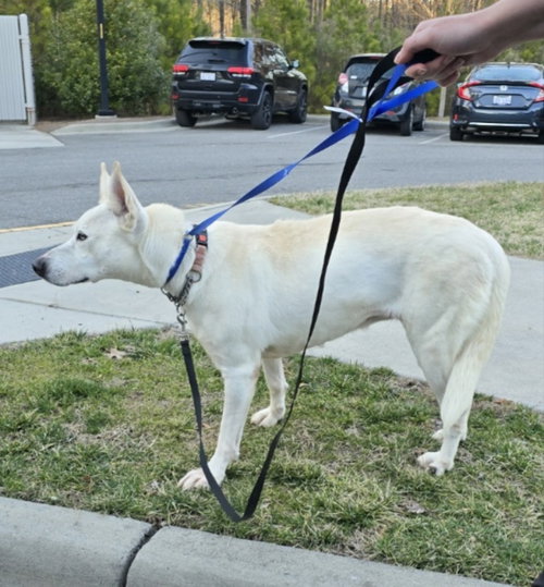 Snow White ("Snowy"), photo 17