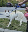 Snow White ("Snowy") - Photo 18