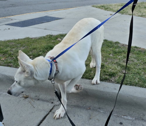 Snow White ("Snowy"), photo 19