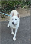Snow White ("Snowy") - Photo 20