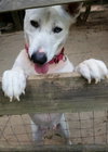 Snow White ("Snowy") - Photo 6
