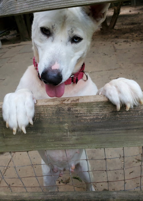 Snow White ("Snowy"), photo 8