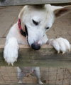 Snow White ("Snowy") - Photo 9