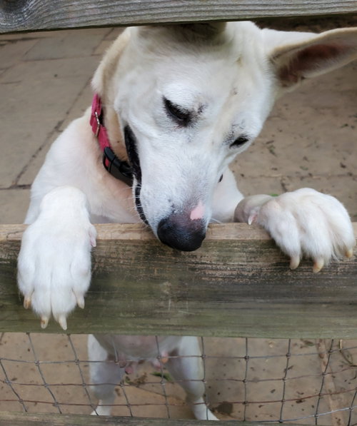 SNOW WHITE ("SNOWY") - Bull Terrier / Husky available for adoption