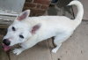 Snow White ("Snowy") - Photo 10