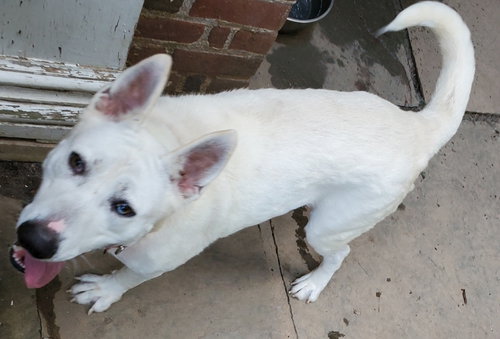 Snow White ("Snowy"), photo 3