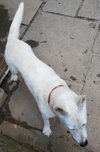 Snow White ("Snowy") - Photo 11
