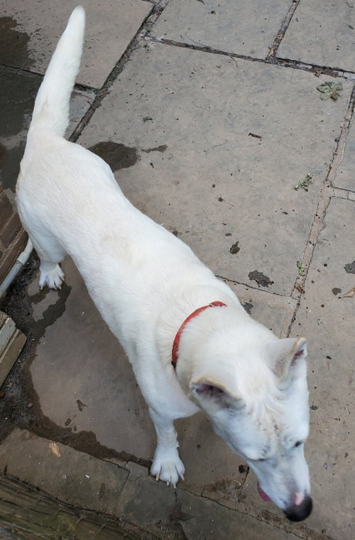 Snow White ("Snowy"), photo 11