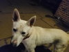 Snow White ("Snowy") - Photo 8