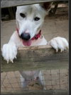 Snow White ("Snowy") - Photo 3