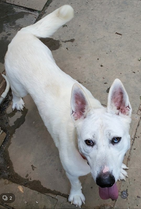 adoptable Dog in Winston Salem, NC named Snow White (