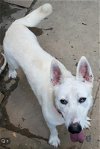 adoptable Dog in salem, IN named Snow White ("Snowy")