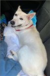 adoptable Dog in  named Snow White ("Snowy")