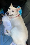 Snow White ("Snowy") - Photo 16
