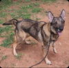 adoptable Dog in winston salem, NC named Autumn