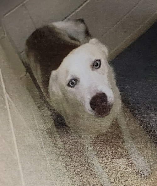 "LONNIE" - Siberian Husky available for adoption
