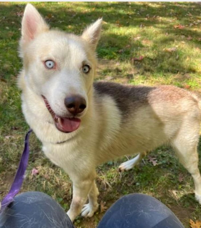 adoptable Dog in Winston Salem, NC named Nana (