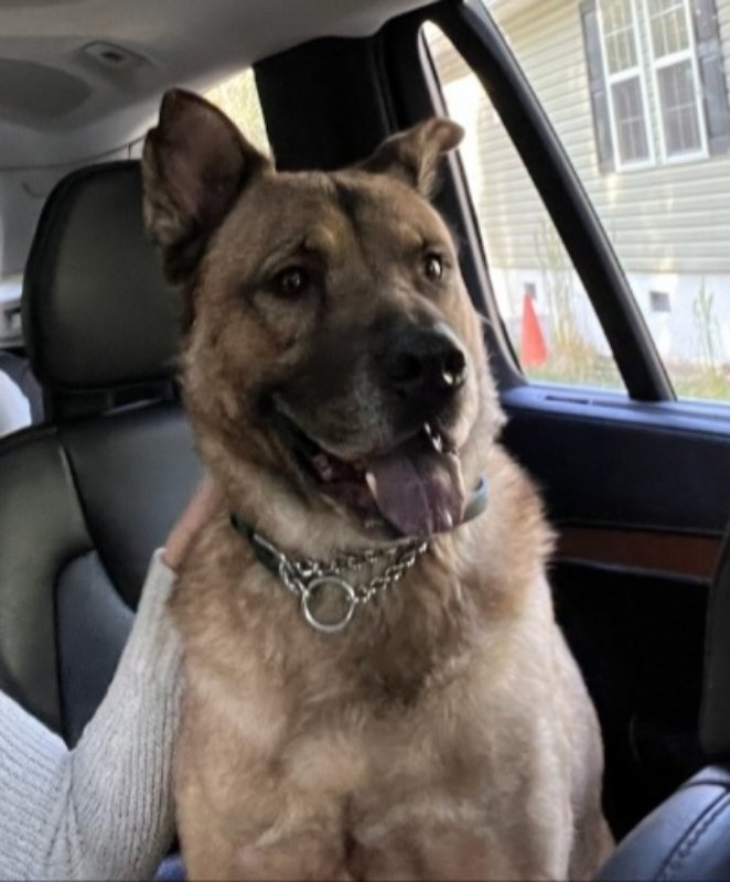 adoptable Dog in Winston Salem, NC named Canelo (