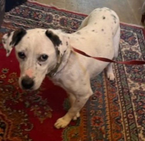 CHELSEA - Beagle / Dalmatian for adoption in Winston-Salem
