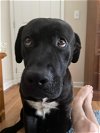 adoptable Dog in Salem, IN named Bear