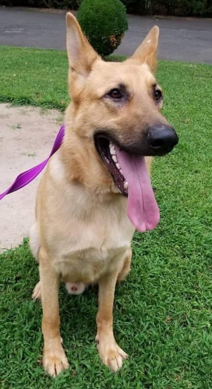 TITAN - German Shepherd Dog for adoption in Winston-Salem