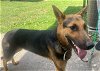 adoptable Dog in Salem, IN named Copi
