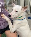 adoptable Dog in Salem, IN named Everest