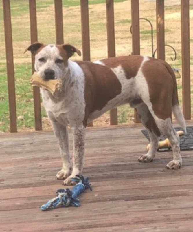 adoptable Dog in Winston Salem, NC named Treasure