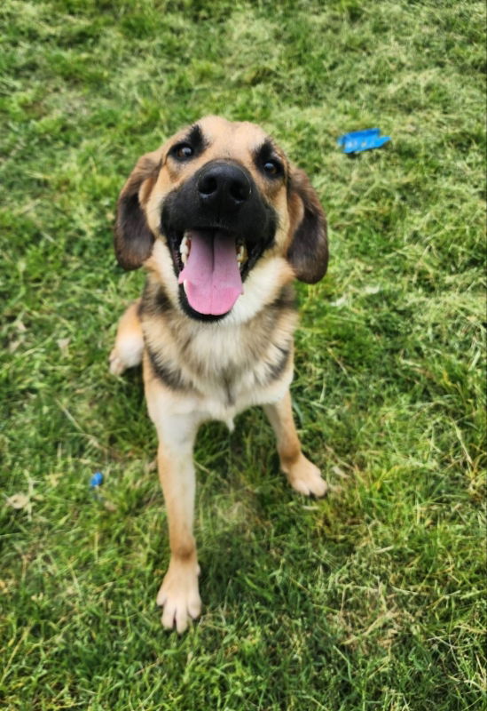 adoptable Dog in Winston Salem, NC named Scout