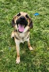 adoptable Dog in salem, WI named Scout