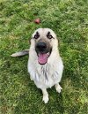 adoptable Dog in winston salem, NC named Chili