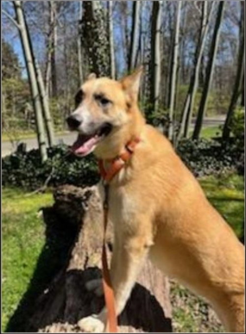 Photo of Bella