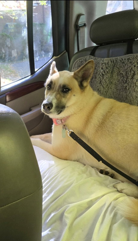 Bella, photo 9
