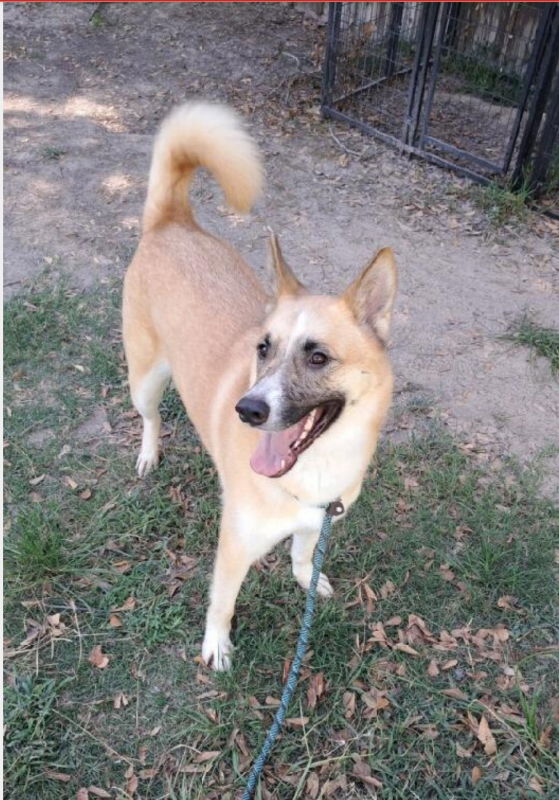 adoptable Dog in Winston Salem, NC named Bella