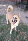 adoptable Dog in winston salem, NC named Bella