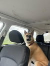 Bella - Photo 3