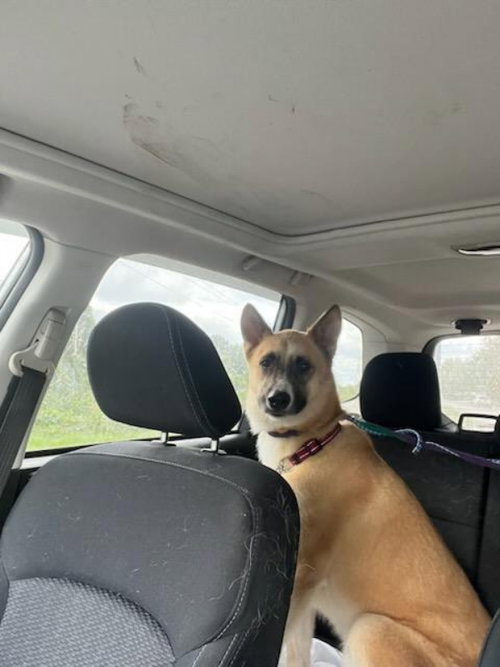 Photo of Bella