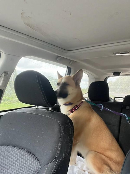 Photo of Bella