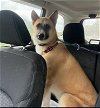 adoptable Dog in winston salem, NC named Bella