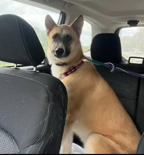 BELLA - Akita / German Shepherd Dog for adoption in Winston-Salem