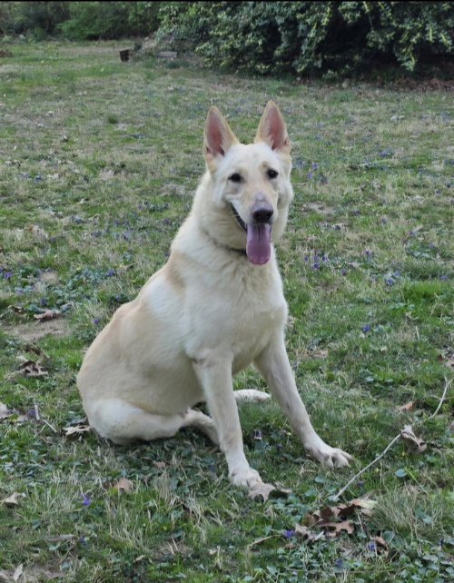 Sloan, an adoptable White German Shepherd in Winston Salem, NC
