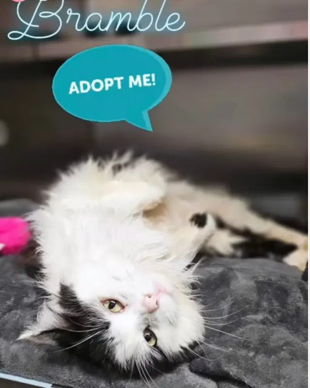 Bramble - Domestic Medium Hair