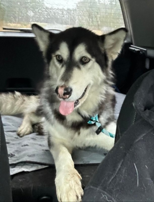 adoptable Dog in Winston Salem, NC named Nala