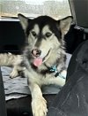 adoptable Dog in winston salem, IN named Nala