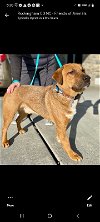 adoptable Dog in winston salem, IN named Little "Buddy" Brown Dog
